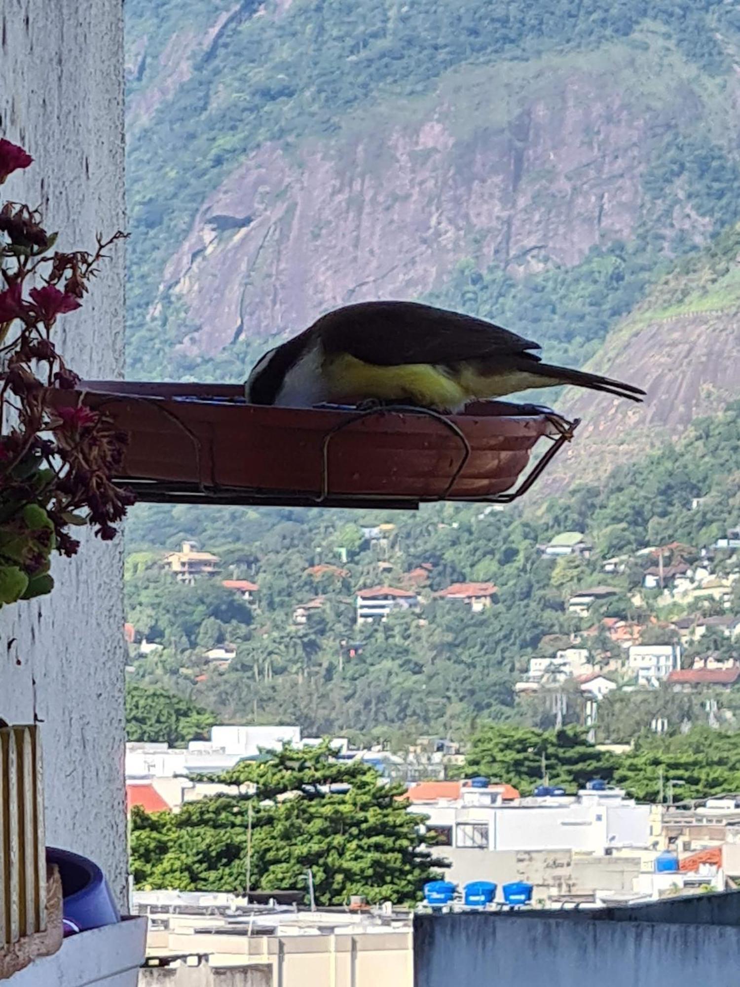 Apto Barra Da Tijuca Frente Pro Mar Rio de Janeiro Buitenkant foto
